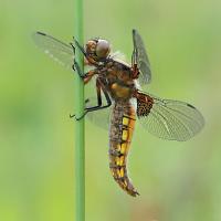 Broad Bodied Chaser female 1 
